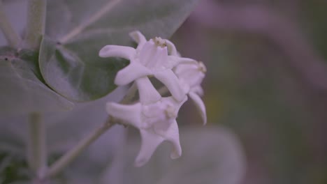 Calotropis-giantea-or-crown-flower-is-blooming