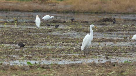 Bandada-De-Pájaros-Forrajeando-En-Tierras-De-Cultivo-Labradas-Para-Los-Cultivos-Caídos-Y-Las-Presas-De-Insectos,-Primer-Plano