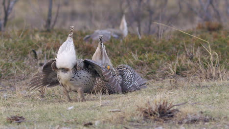 Slow-motion-Sharptail-Grouse-males-dance-for-females-on-prairie-grass