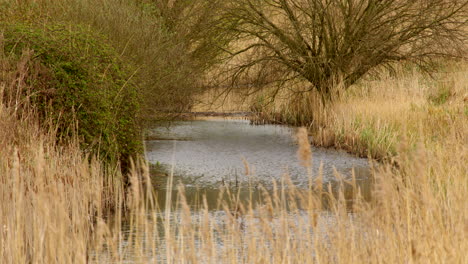 Blick-Auf-Einen-Entwässerungsgraben-Mit-Schilf-Im-Vordergrund-In-Einem-Feuchtgebiet-Naturschutzgebiet-Am-Fluss-Ant-An-Den-Norfolk-Broads