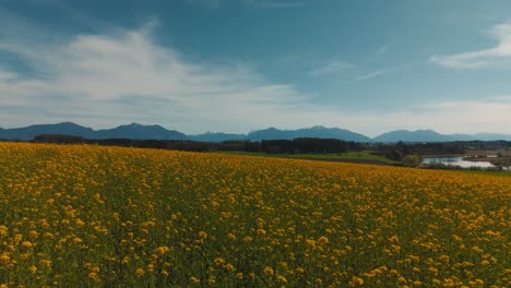 Scenic-yellow-flower-field-in-rural-Bavaria-near-Lake-Chiemsee-with-alps-mountains-and-nature