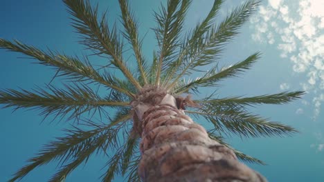 Palm-trees-swaying-in-the-wind-and-sky-from-below-in-summer-slow