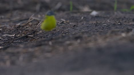 Yellow-wagtail-walking-by-water-in-tulip-fields-at-dusk,-reflection-visible