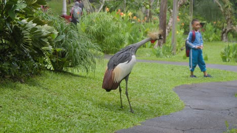 A-grey-crowned-crane-standing-on-the-grass-at-Bali-Bird-Park,-with-kids-playing-in-the-background