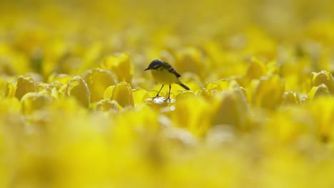 Schafstelze-Vogel-Sitzt-Auf-Tulpenblüten-Und-Fliegt-Weg,-Nahaufnahme