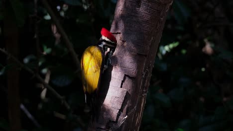 Seen-eating-from-the-hole-of-a-rotten-tree-as-the-sunlight-exposes-it-deep-in-the-dark-of-the-forest,-Common-Flameback-Dinopium-javanense,-Male,-Thailand