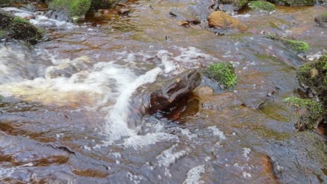 Waldlandschaft