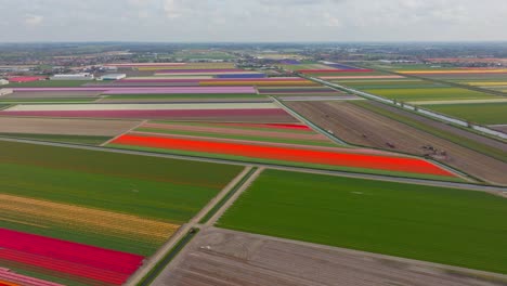 Aerial-tour-over-colorful-tulip-fields-in-Lisse,-Netherlands