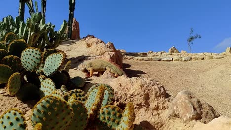 Bearded-dragon-slowly-climbs-over-sandy-rocks-in-the-desert-in-strong-sun-with-some-cathedrals-and-balmy-sky