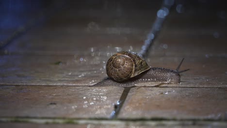 Medium-shot-of-a-snail-on-a-sidewalk-on-a-rainy-spring-night