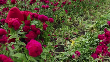 Still-footage-of-a-single-famer-harvesting-the-velvet-flower-plantation-by-himself