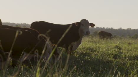 Cow-at-sunset