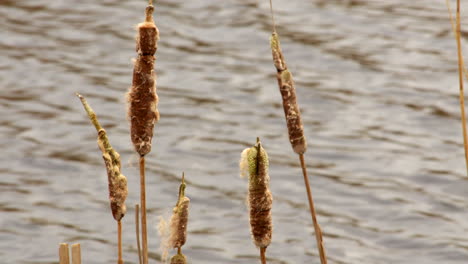 Mittlere-Aufnahme-Von-Binsen-In-Einem-Feuchtgebiet-Naturschutzgebiet-Am-Fluss-Ant-In-Den-Norfolk-Broads