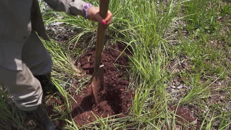 Mujer-Campesina-Cavando-Tierra-Con-Una-Pala-Para-Plantar-árboles-De-Trompeta,-Cámara-Lenta