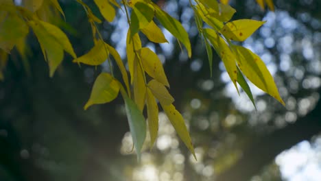 Gelbe-Farbe-Laub-Auf-Baum-Im-Herbst