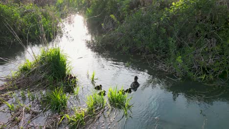 Aerial-view-of-common-Merganser-ducklings-with-mother-in-calm-wetland-waters,-Hoover-Reservoir,-Ohio