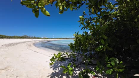 Vista-Tropical-Aislada-De-La-Playa-Con-Aguas-Cristalinas-Debajo-De-Las-Hojas-De-Manglar,-Los-Roques.