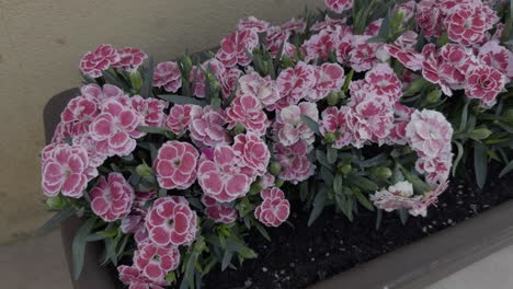 Nahaufnahme-Wunderschöner-Rosa-Und-Weißer-Blumen-Im-Innenpflanzgefäß-Und-An-Der-Gelben-Wand