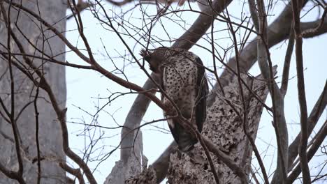 Facing-towards-the-back-over-its-right-wing-then-starts-preening,-Spot-bellied-Eagle-Owl-Ketupa-nipalensis,-Thailand