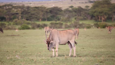 Elund-Grasen-Auf-Den-Feldern-Auf-Safari-Im-Masai-Mara-Reservat-In-Kenia-Afrika