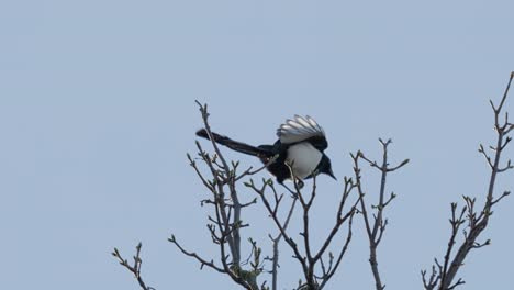 Single-Magpie-bird,-sitting-alone-on-a-branch-high-up-in-a-tree