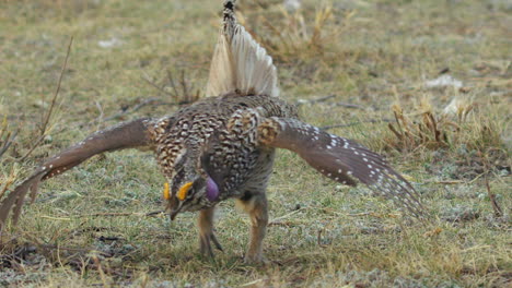 Hermoso-Macho-De-Urogallo-De-Cola-Afilada-Baila-En-Cámara-Lenta-En-La-Pradera