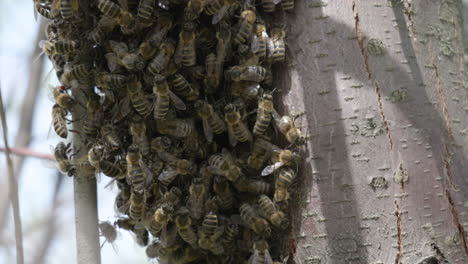 Bienen-Auf-Einem-Baumstamm-In-Einem-Bienenschwarm