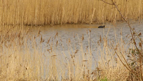 wide-shot-of-coot-surfacing-from-underwater-at-a-wetland-nature-reserve-on-the-river-Ant-at-the-Norfolk-Broads