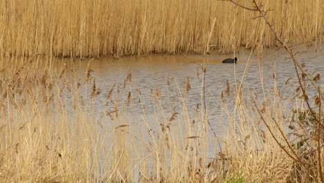 Toma-Amplia-De-Focha-Emergiendo-Desde-El-Agua-En-Una-Reserva-Natural-De-Humedales-En-El-Río-Ant-En-Norfolk-Broads