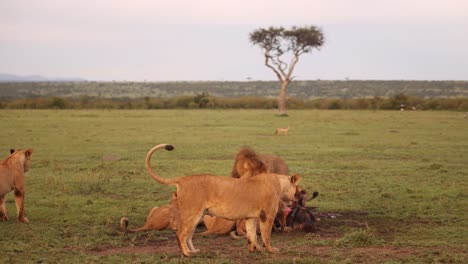 Ein-Löwenrudel-Verschlingt-Auf-Einer-Safari-Im-Masai-Mara-Reservat-In-Kenia,-Afrika,-Ein-Gnus