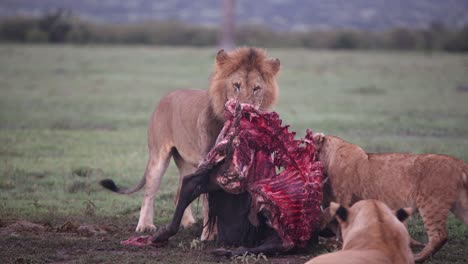 pride-of-lions-devouring-a-fresh-kill-on-safari-on-the-Masai-Mara-Reserve-in-Kenya-Africa