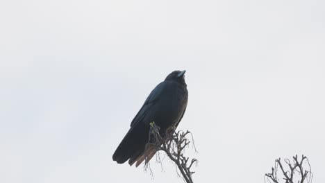 Pájaro-Negro,-Grajo-O-Cuervo-Sentado-En-Una-Rama-En-Lo-Alto-De-Un-árbol