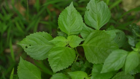 Heiliges-Basilikumblatt-Ist-Ayurvedisches-Blatt