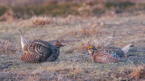 Male-Sharptail-Grouse-face-off-on-breezy-prairie-morning,-yellow-comb