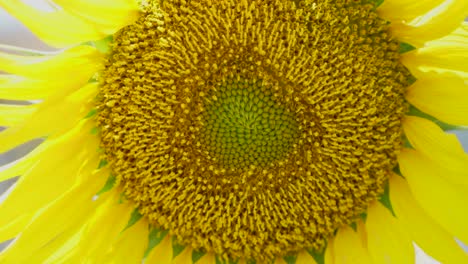 Nahaufnahme-Bild-Einer-Sonnenblume