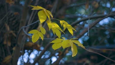 Die-Blätter-An-Den-Bäumen-Haben-Im-Herbst-Eine-Zauberhafte-Goldene-Farbe