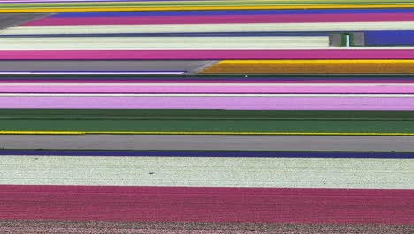 Rows-of-vibrant-rainbow-colored-tulip-and-hyacinth-flowers-blossom-and-bloom-in-Netherlands