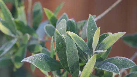 Close-up-of-the-Butterfly-Bush-Budlea-leaves