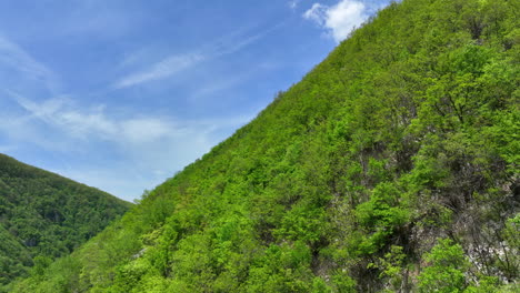 A-low-drone-flight-over-a-forested-hill-in-bright-green-in-early-spring-with-a-blue-sky-in-the-background