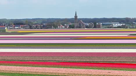 Panoramic-aerial-of-beautiful-colorful-tulip-fields-with-chapel-and-town-in-background