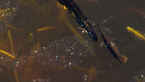 Close-Up-Male-and-Female-Salamanders-Swimming-on-Lake-Surface,-Breeding-pool-scene