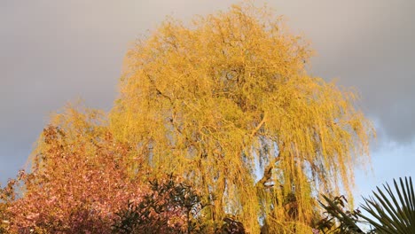 Beautiful-weeping-willow-tree