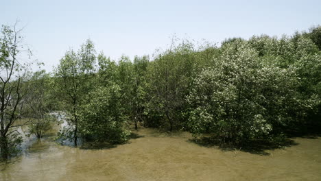 Lush-mangroves-trees-growing-in-the-murky-waters-of-Bangphu-Recreation-Area,-located-in-Samutprakan-in-the-outskirts-of-Bangkok,-Thailand