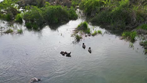 Aerial-view-of-Merganser-with-ducklings-and-mallard-ducks