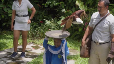 Alimentando-Una-Cometa-Brahminy-Durante-Un-Espectáculo-De-Aves-En-Bali.