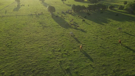 Aerial-view-of-domestic-cattle-herding-in-a-green-luscious-pasture-in-Florida