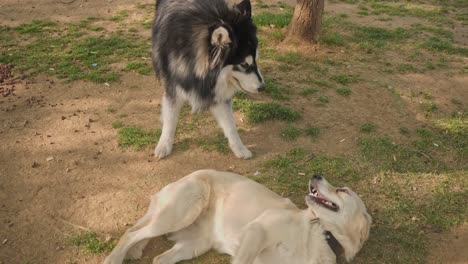 Perro-Descansando,-Jugando,-Corriendo-En-El-Parque