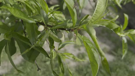 Nahaufnahme-Eines-Pfirsichbaums,-Kleine-Pfirsiche-Und-Blätter,-Die-Vom-Wind-Bewegt-Werden,-Sonniger-Tag