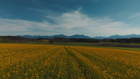 Yellow-flower-field-in-rural-Bavaria-near-Lake-Chiemsee-with-idyllic-alps-mountains-and-nature