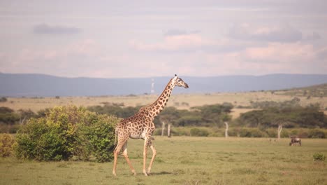 Jirafa-Caminando-Por-La-Sabana-En-Un-Safari-En-La-Reserva-De-Masai-Mara-En-Kenia,-África